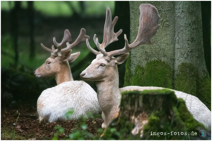 Weiße Dammhirsche, Tierpark Sababurg