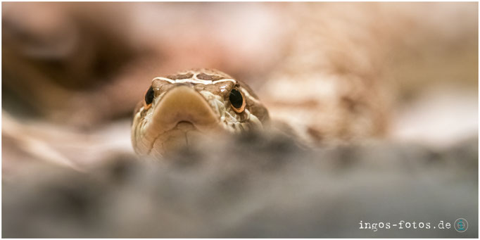 Hakennasennatter, Zoo Frankfurt