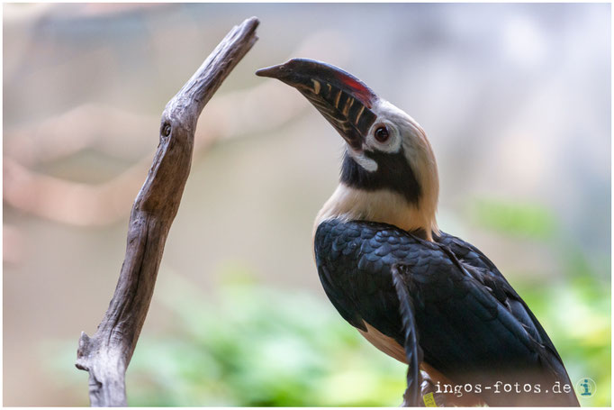 Visayas-Tariktik-Hornvogel, Zoo Frankfurt