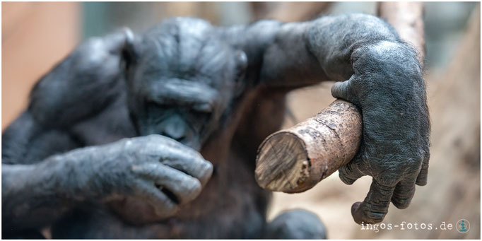 Bonobo "Ludwig", Zoo Frankfurt
