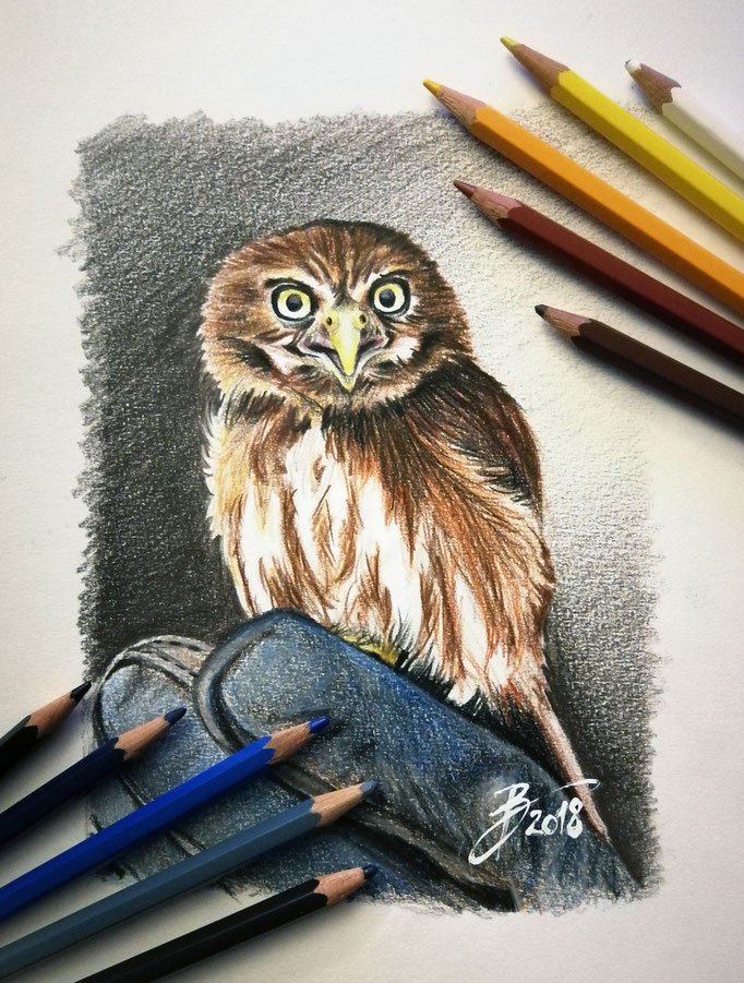 Sperlingskauz - 13x18cm - Aquarell-Buntstift auf Papier