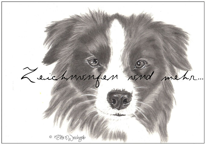 Border Collie Bleistift