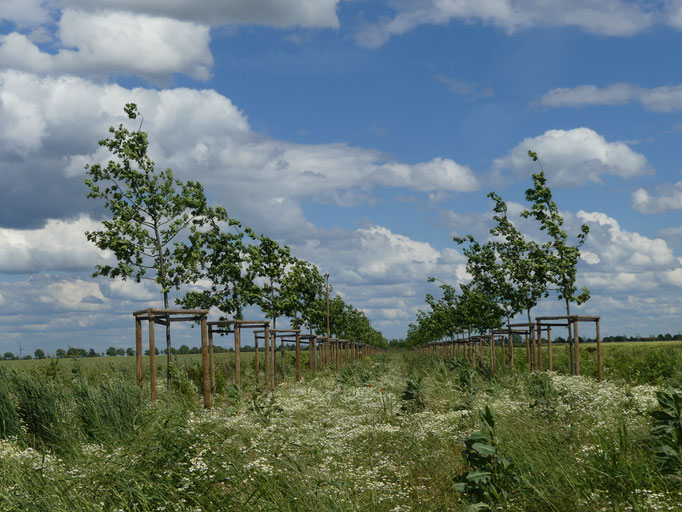 Streuobstwiesen 