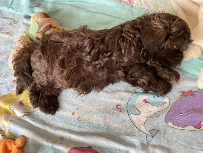 so ein Hundeleben ist ur anstrengend ... 8W