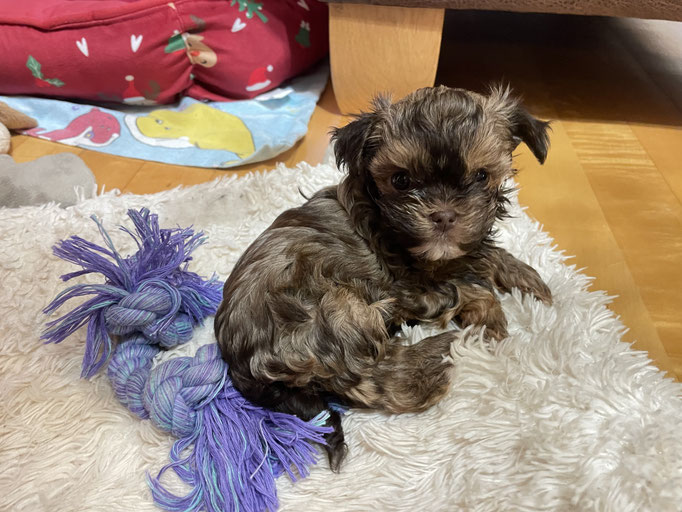 ... kleine Prinzessin Raija vom Donautal ... 6W