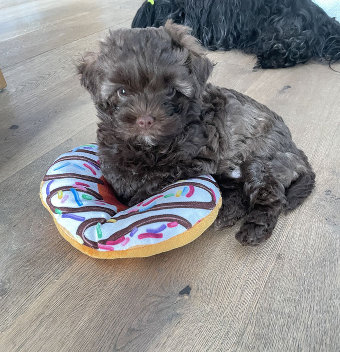 ... mein Stoff-Donut" ... 9W