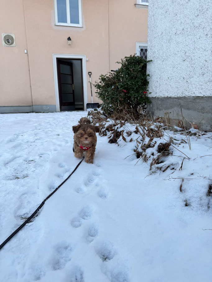 ... kleines Schnee-Monster ... 11W