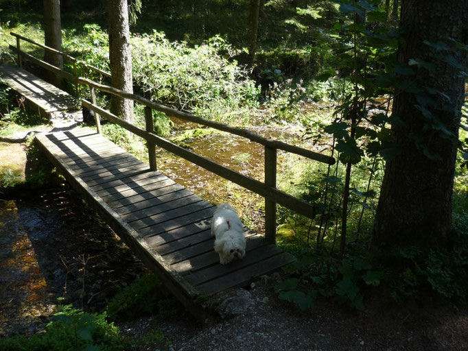 ... Hunde-Abenteuer" ... 2J6Mo