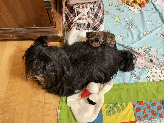 ... kuschel mit Tante Darya ... 7W