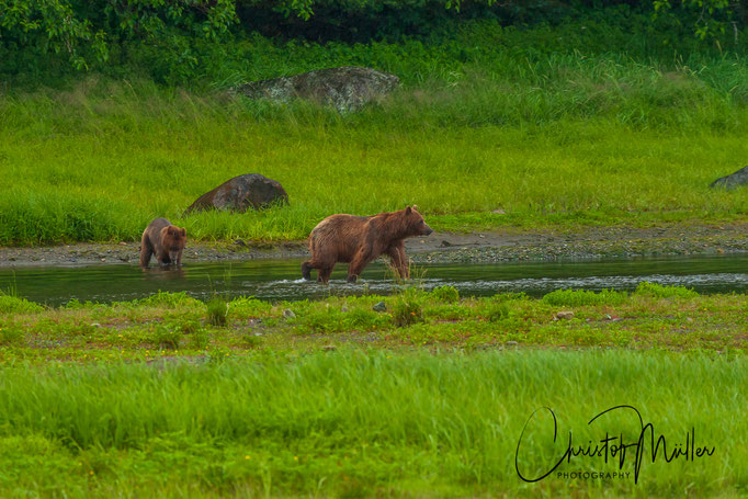 The Grizzly Bears  at Pack Creek are accustomed to human presence since years. The number of visitors is limited