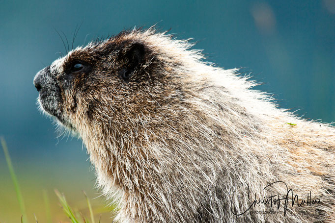 Hoary Marmots are a very widespread animal in Mountain areas