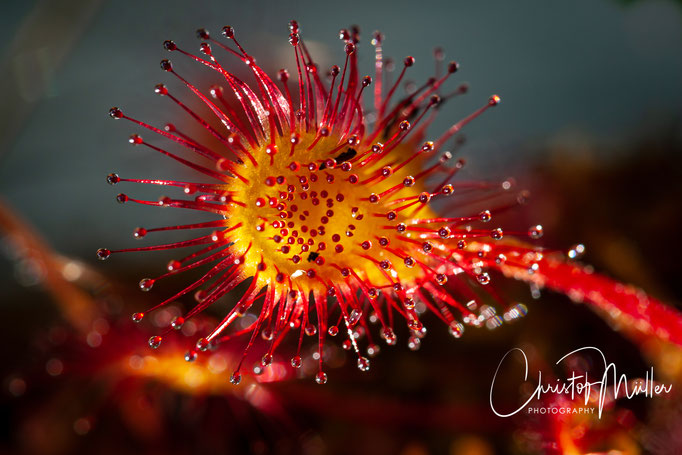 The Round-leafed sundew (Drosera rotundifolia) is a very small carnivorius plant. The droplets have a sticky substance which can trap small insects.