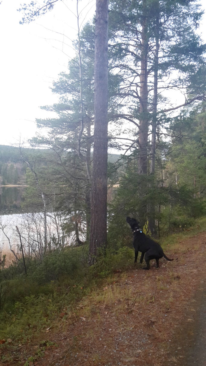 Norwegen_Wald_Wohnmobil_Hund_Erfahrungen