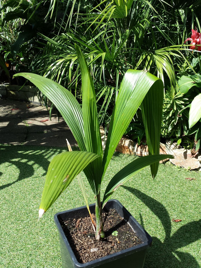 Syagrus romanzoffianum
