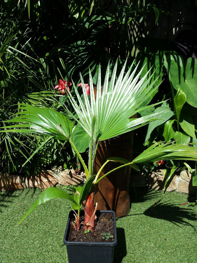 washingtonia Robusta