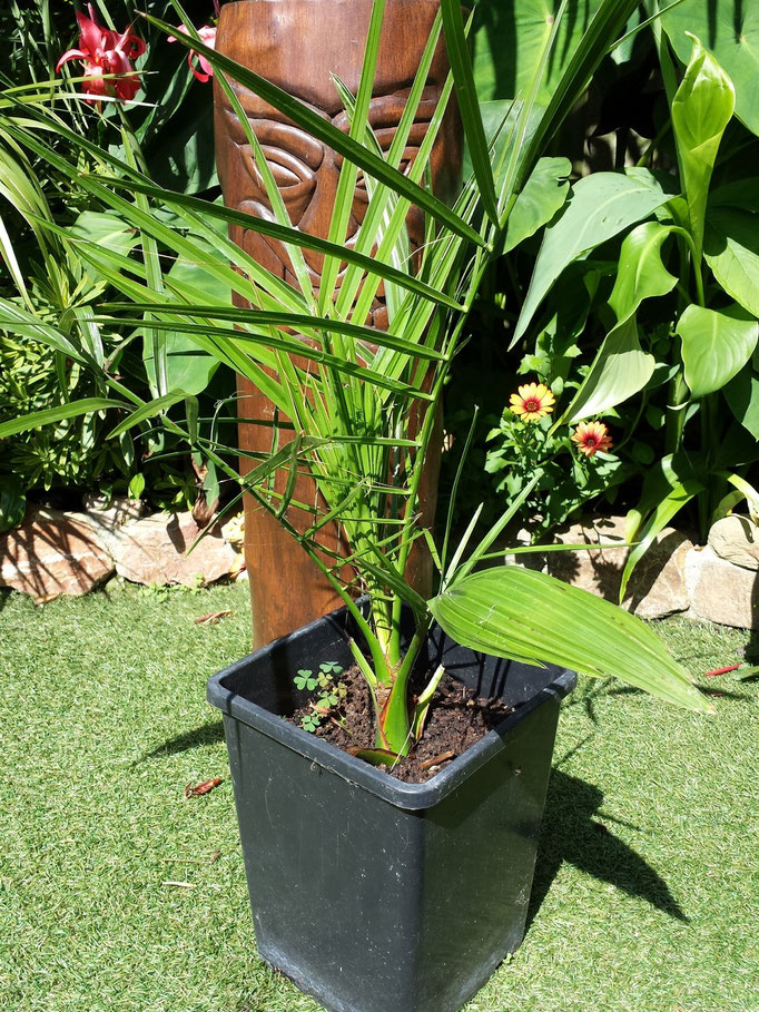 Phoenix canariensis zelf gezaaid