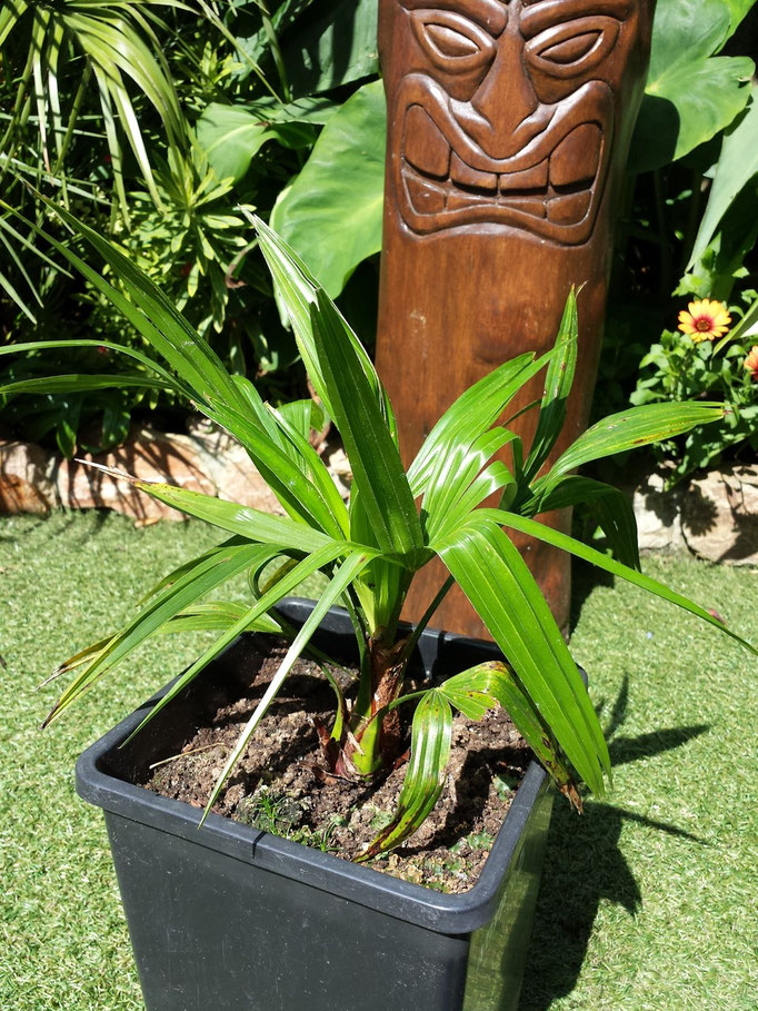 Trchycarpus nova.b