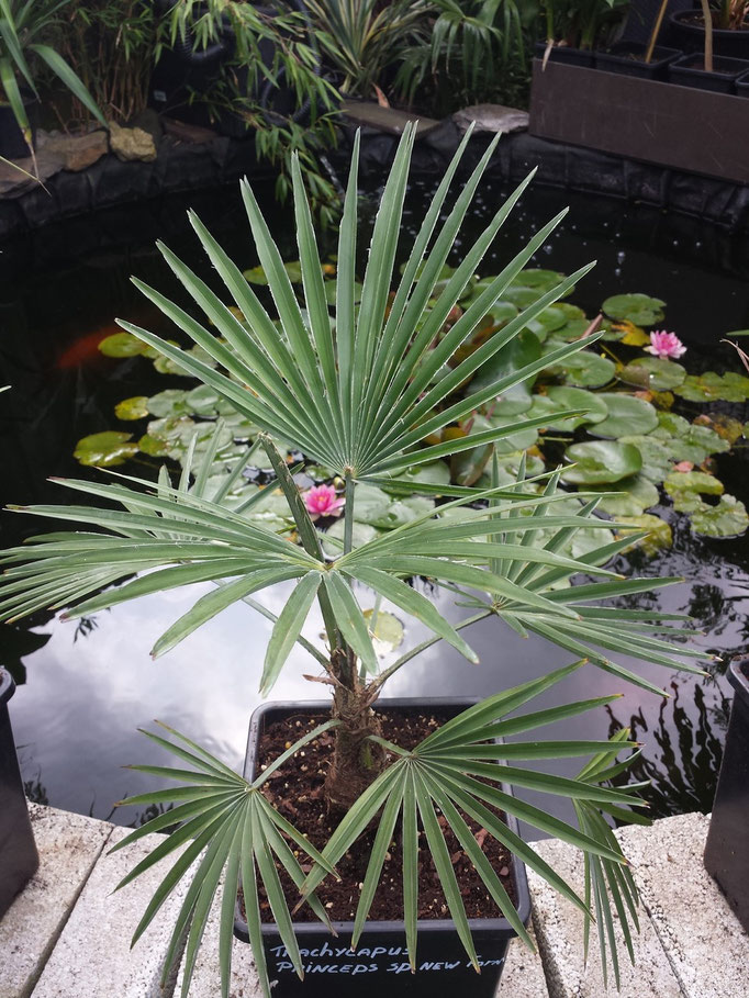 trachycarpus princeps.sp new form