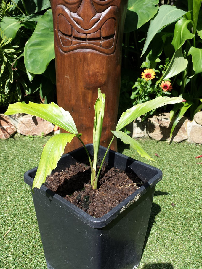 1 Caryota mitis