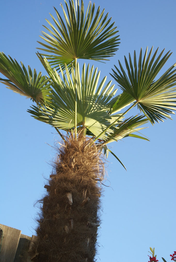 trachycarpus wagnerianus