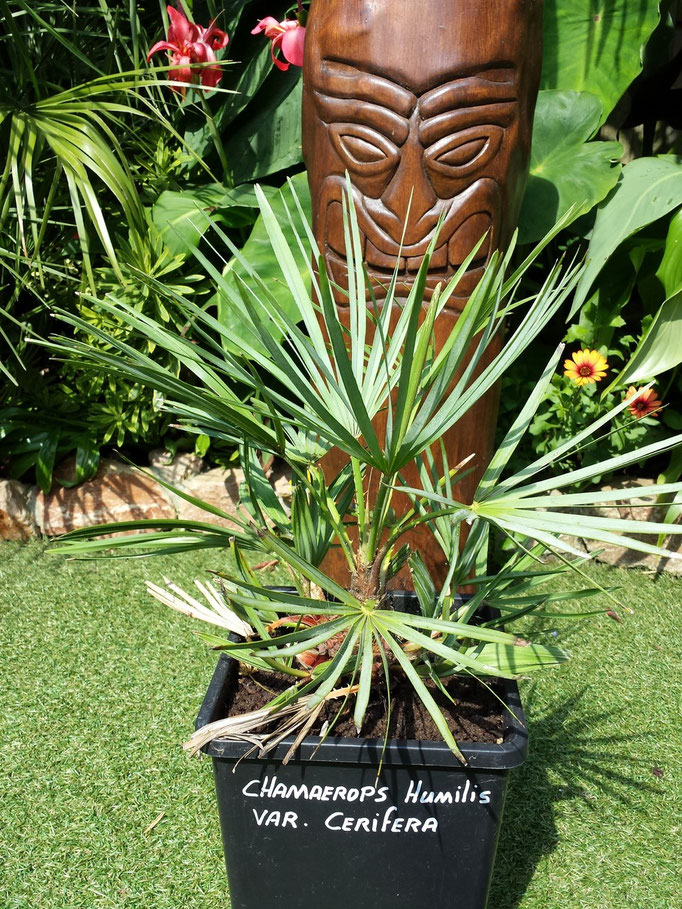 1 chamaerops hum cerifera