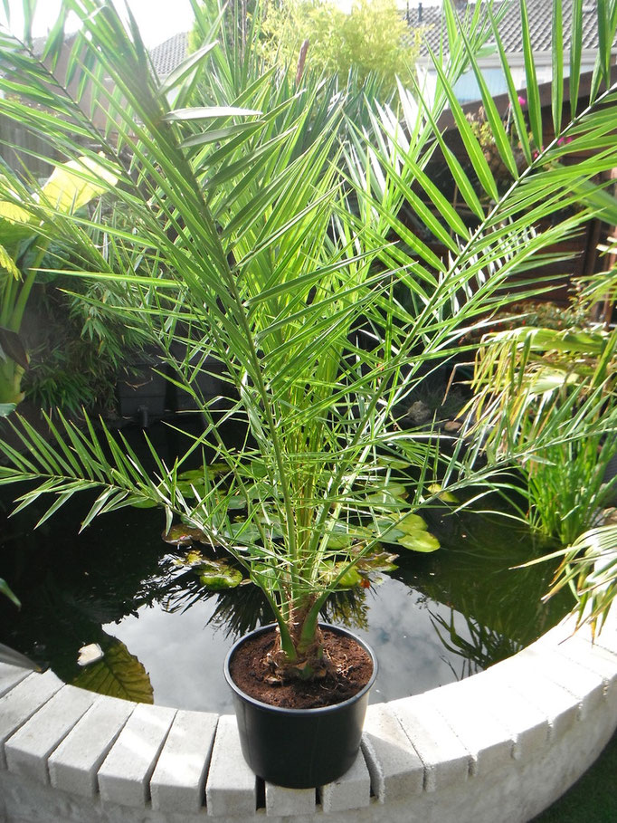 Phoenix canariensis winter hart -4