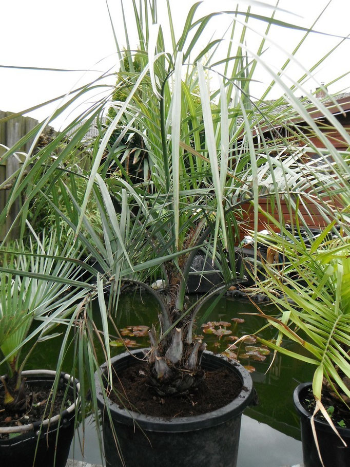 Butia capitata