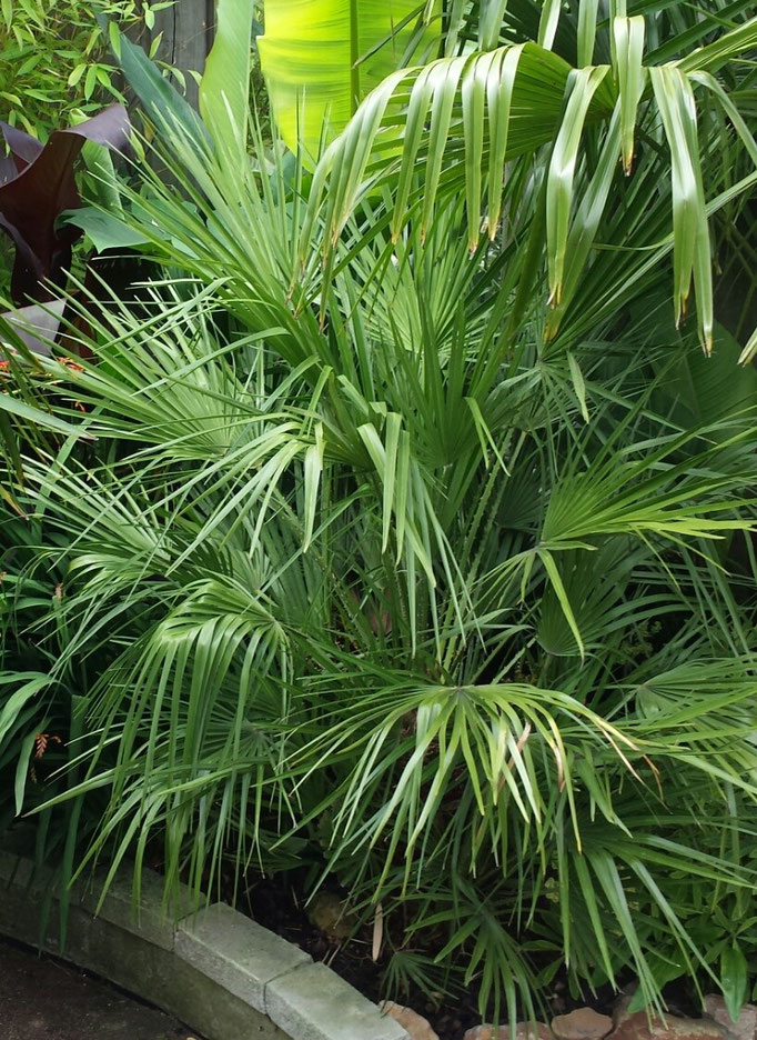 chamaerop humilis winter hart-14