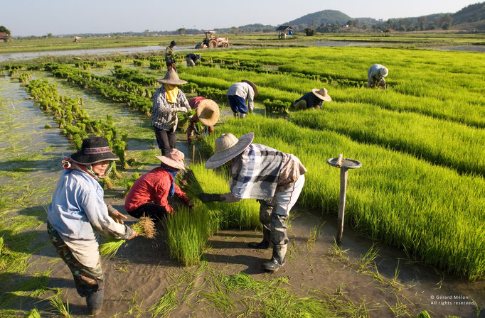 Plantation du riz à Chiang Rai, Thaïlande