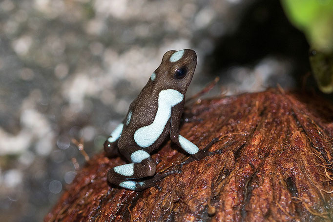 Oophaga Histrionica Blue