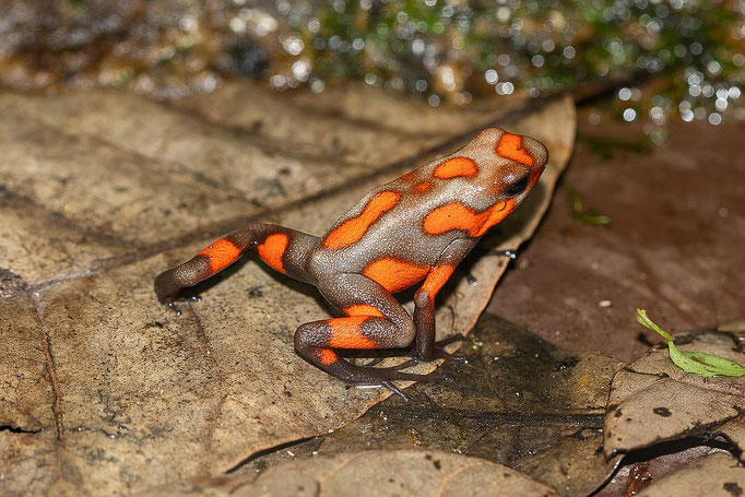 Oophaga Histrionica Quibdo
