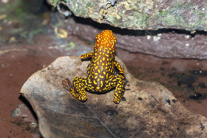 Oophaga Histrionica Red Head Large