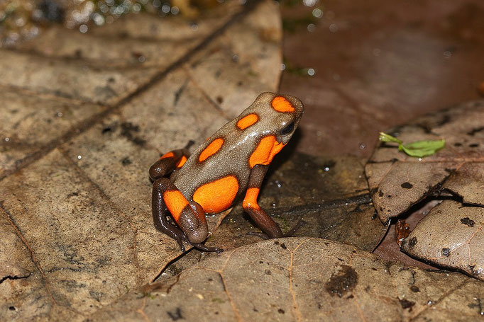 Oophaga Histrionica Quibdo