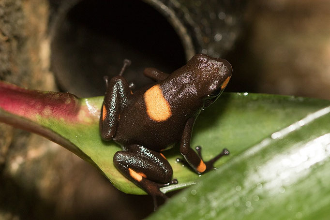 Oophaga Histrionica Bullseye