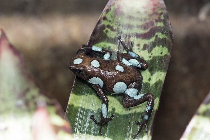 Oophaga Histrionica Blue