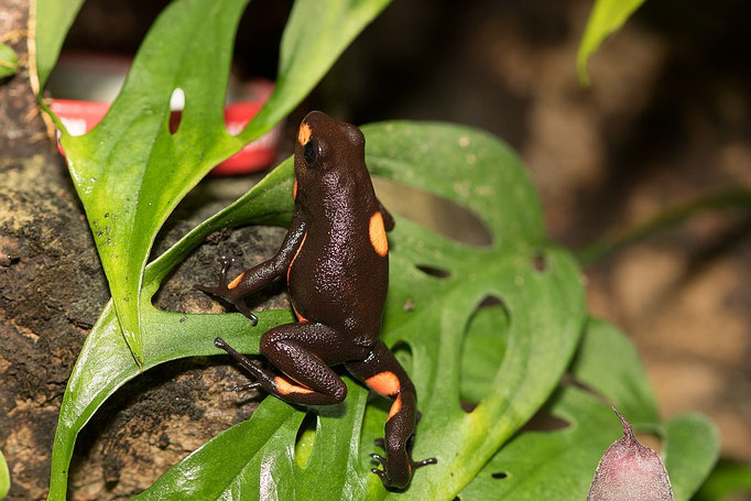 Oophaga Histrionica Bullseye