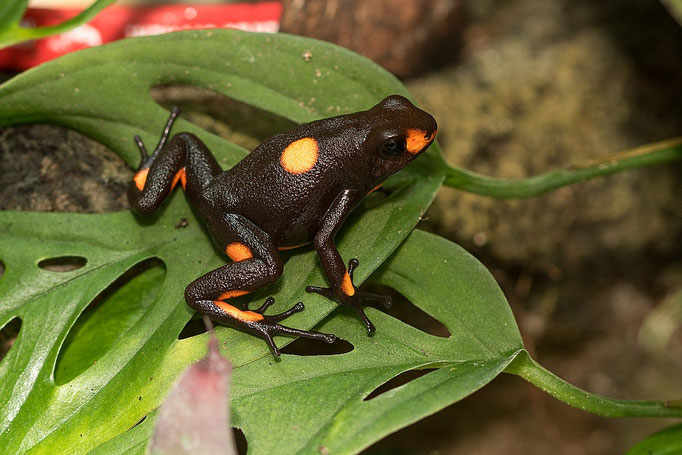 Oophaga Histrionica Bullseye