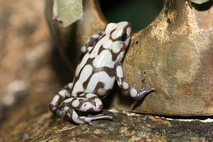 Dendrobates Auratus Bena Blanka