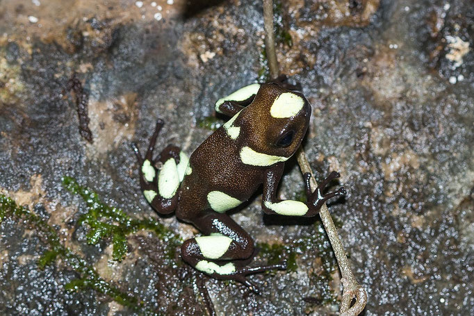 Oophaga Histrionica Green