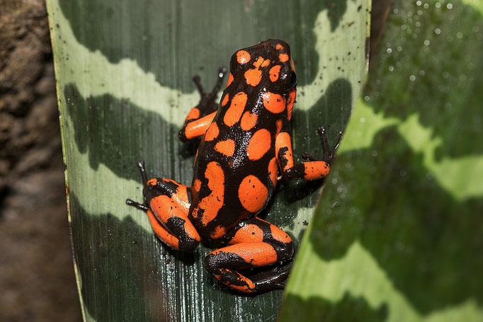 Oophaga Histrionica Bahia Solano