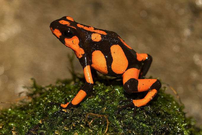 Oophaga Histrionica Bahia Solano