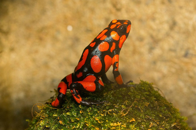 Oophaga Histrionica Bahia Solano