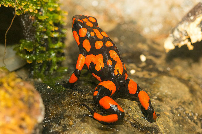 Oophaga Histrionica Bahia Solano