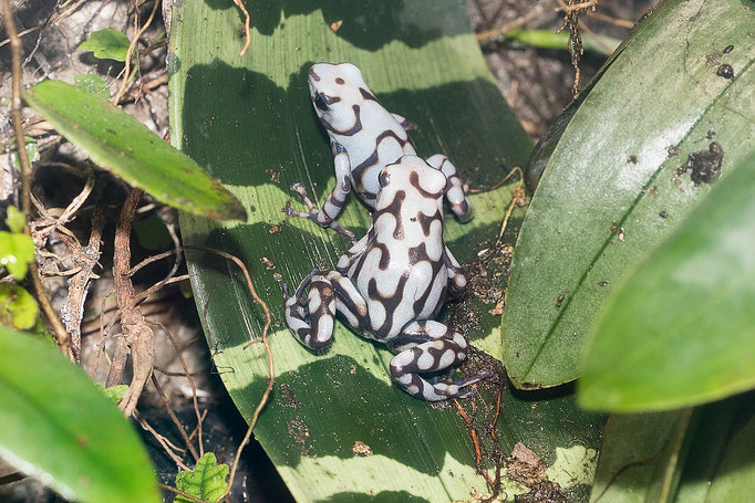 Dendrobates Auratus Bena Blanka