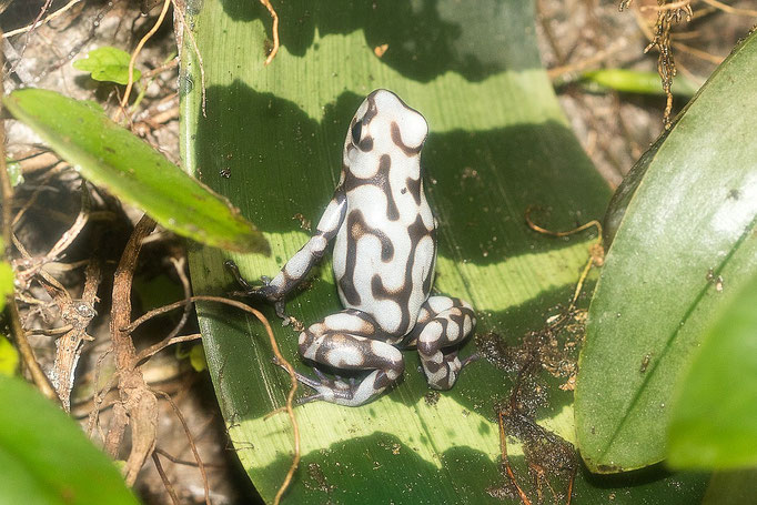 Dendrobates Auratus Bena Blanka