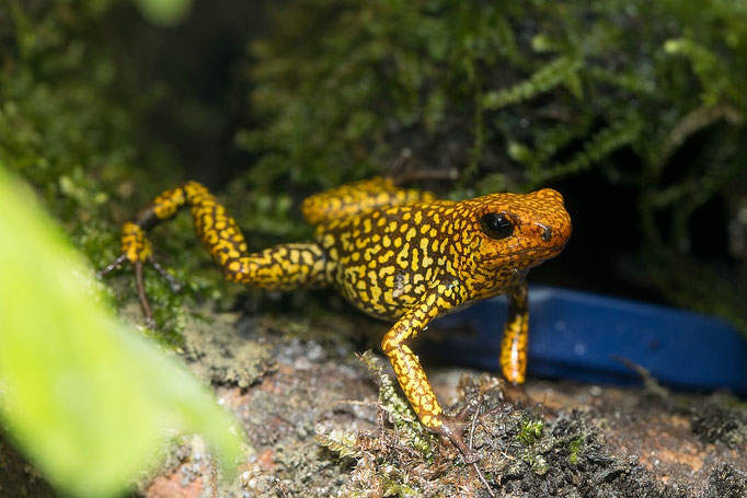 Oophaga Histrionica Red Head Large