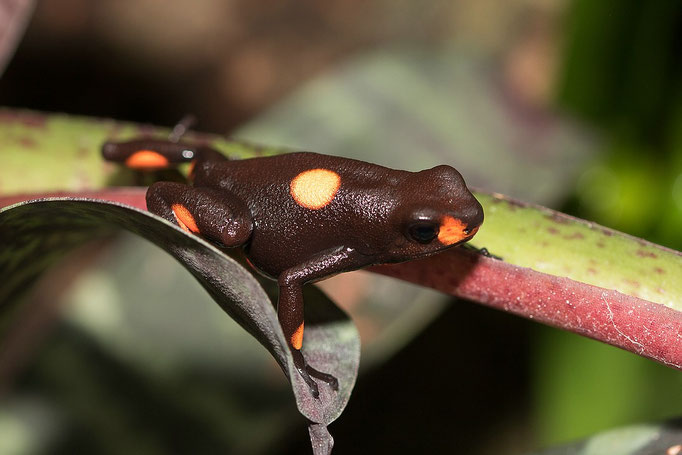 Oophaga Histrionica Bullseye