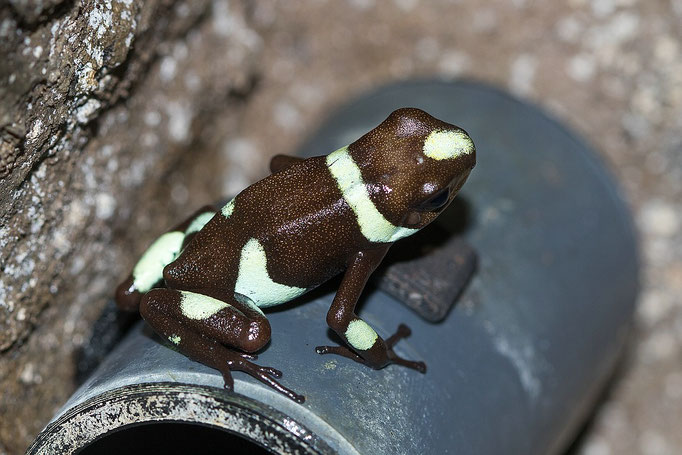 Oophaga Histrionica Green