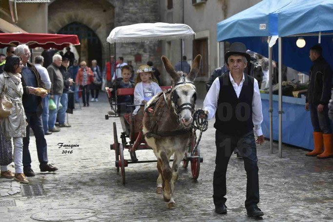 Défilé de calèches de 1900 dans les rues de Villeneuve d'Aveyron le 15 mai 2016 - Attelage simple d'un âne pie - 3
