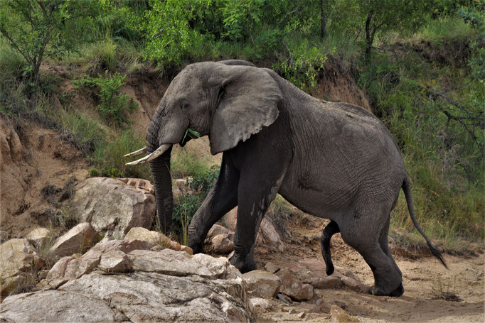 Michael Kaufmann: Elefant Jung